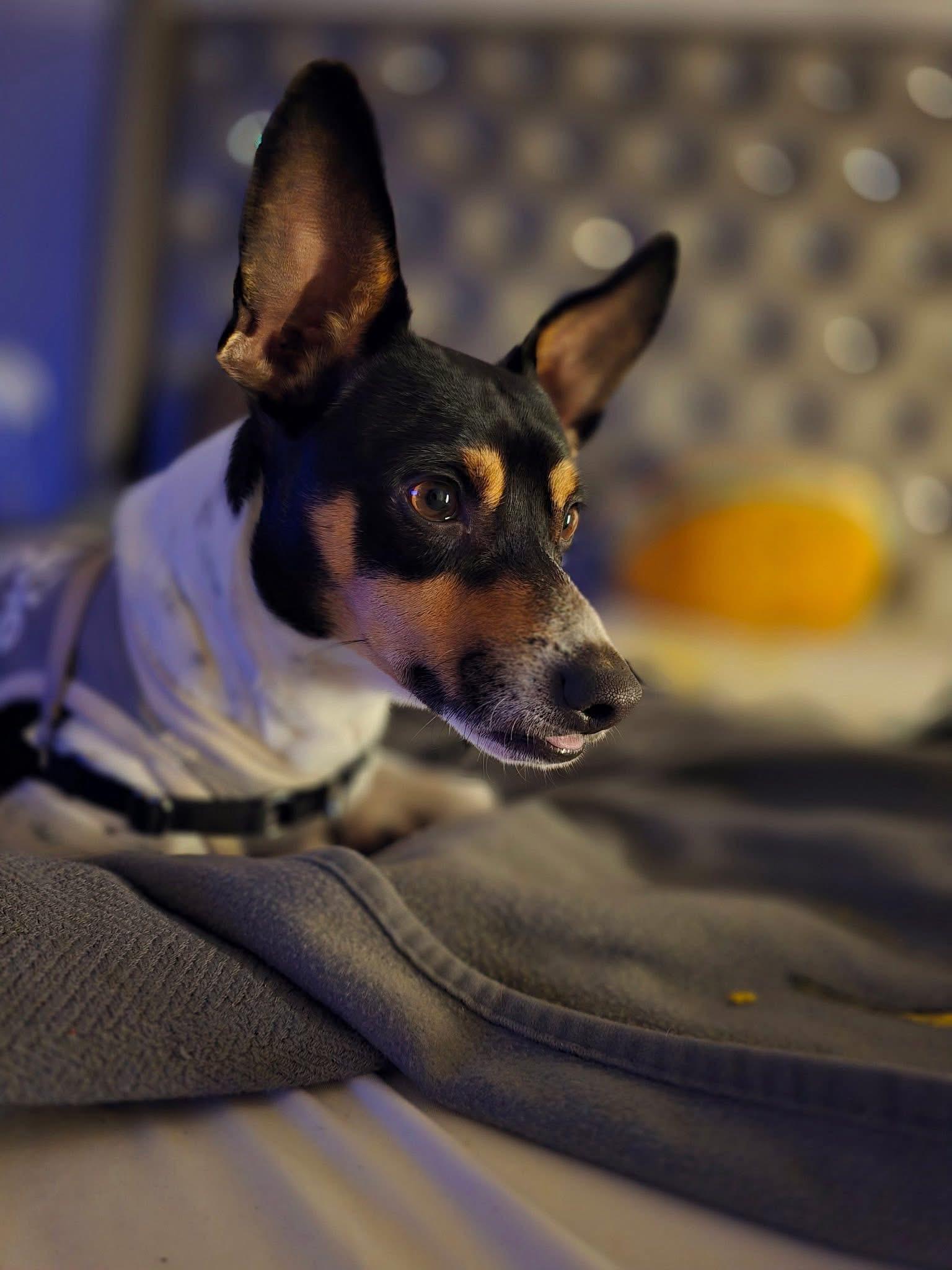 Rocky , a ADOPTABLE mixed breed in San Antonio, TX image 3/6