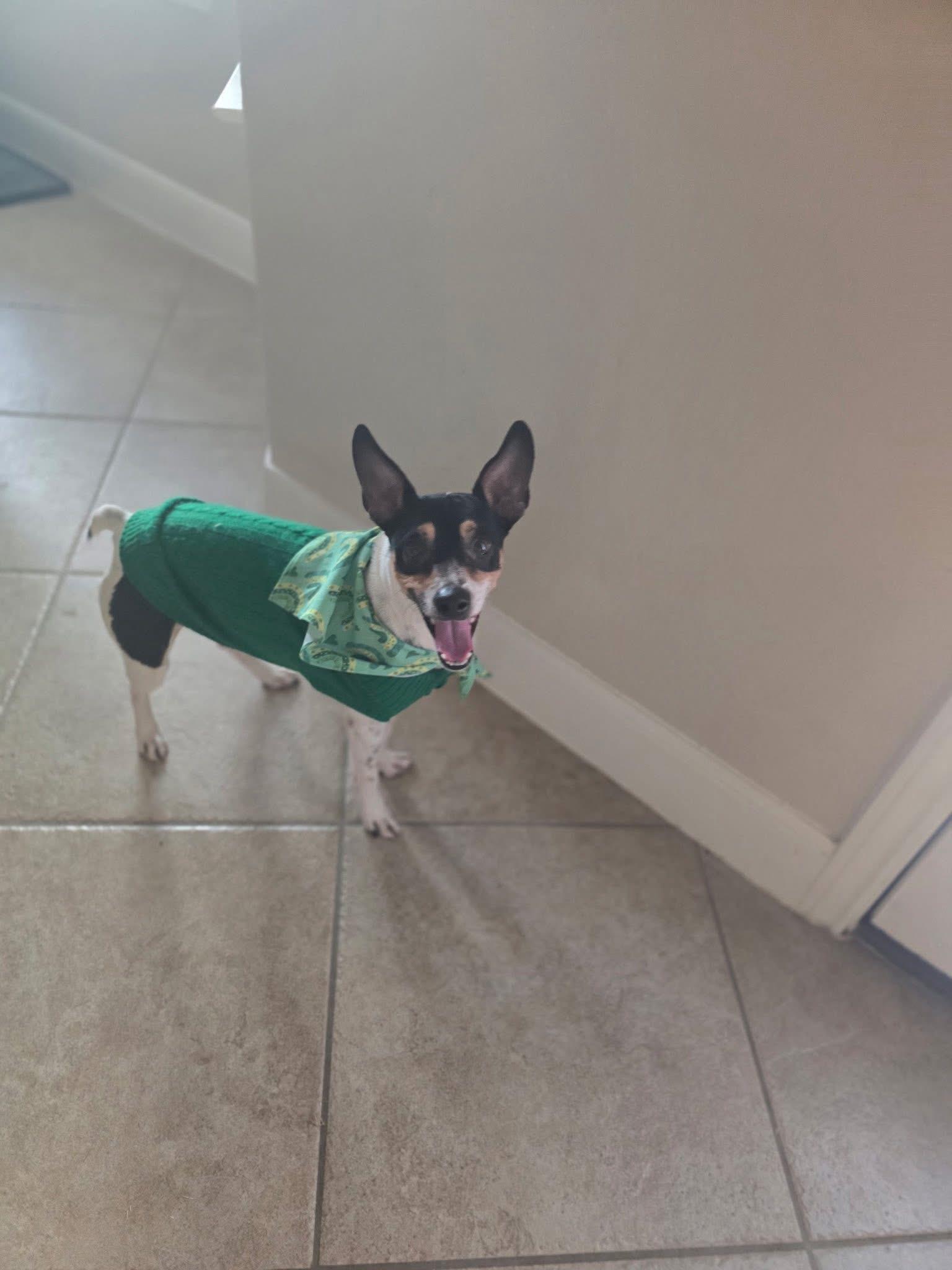 Rocky , a ADOPTABLE mixed breed in San Antonio, TX image 2/6