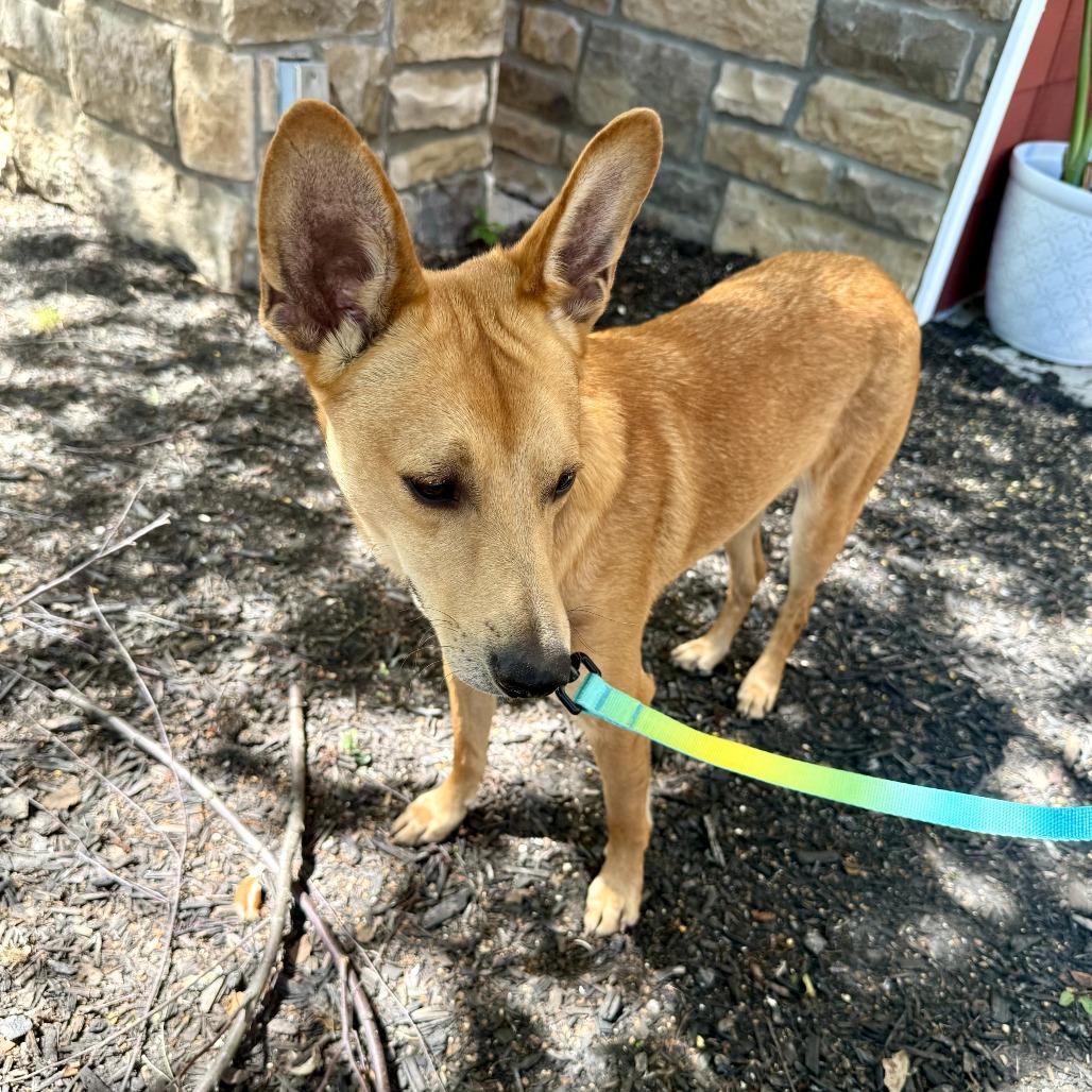 Phoenix, Adoptable, Young Male Collie.