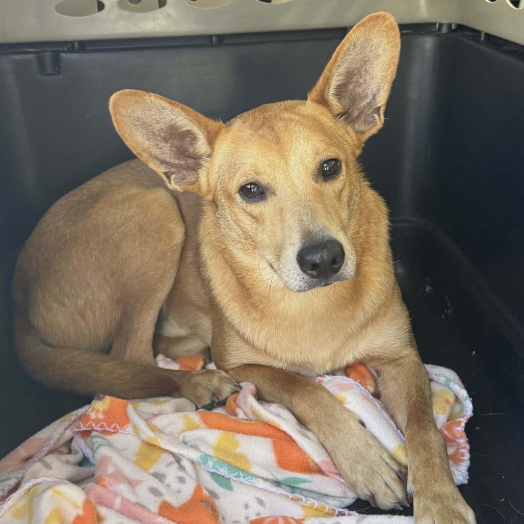 Phoenix, a Adoptable Collie in La Grange, KY image 2/4