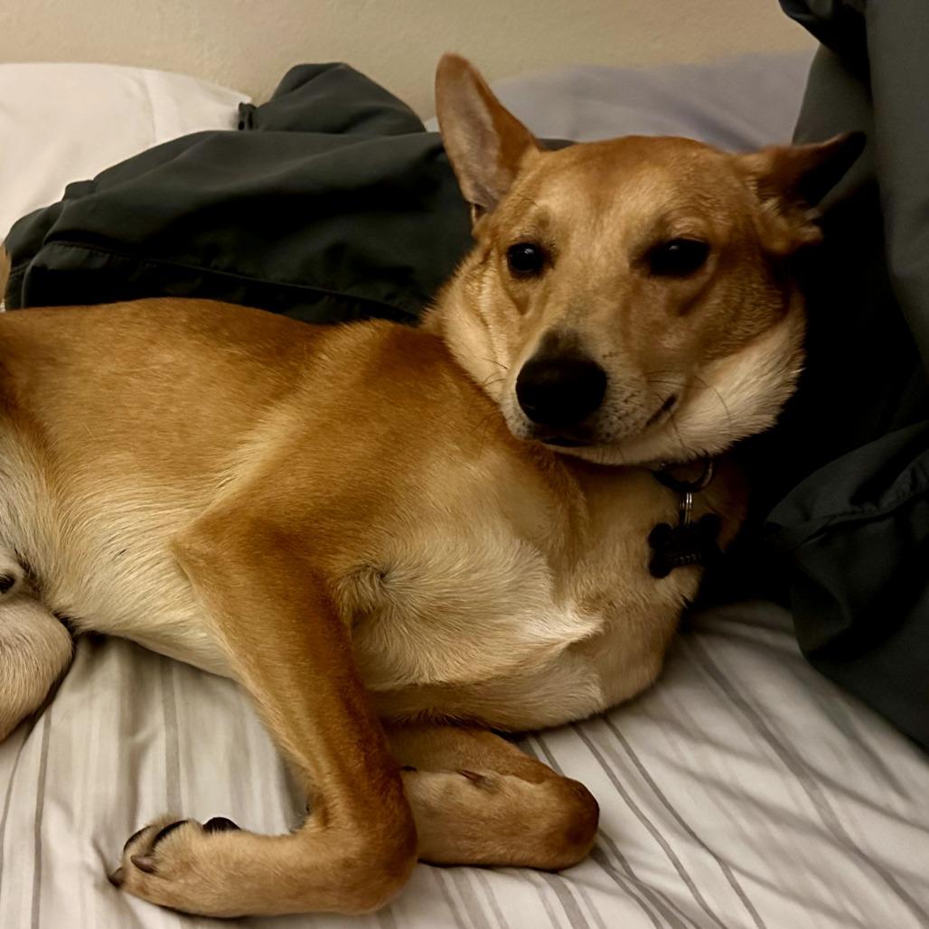 Phoenix, a Adoptable Collie in La Grange, KY image 4/4