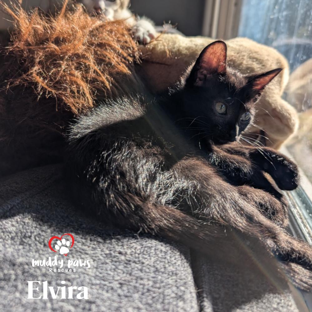 Elvira - Adoption Pending — thumbnail 2