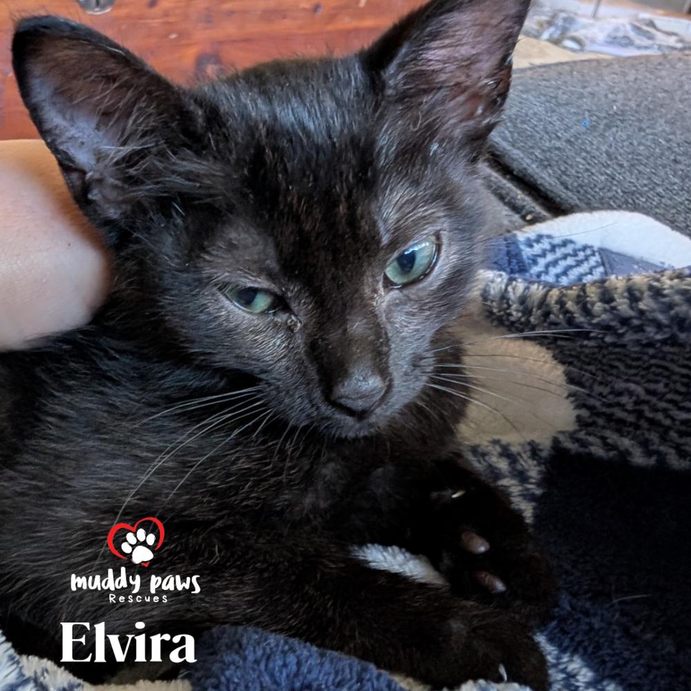 Elvira - Adoption Pending — thumbnail 3