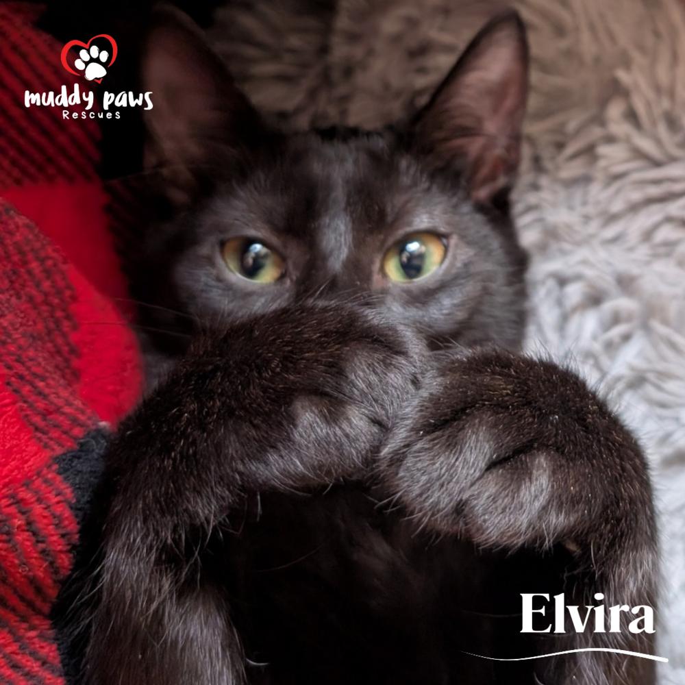 Elvira - Adoption Pending — thumbnail 4