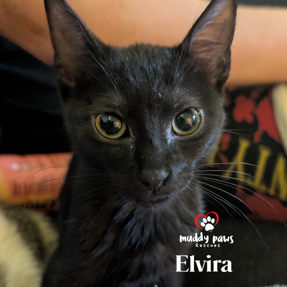 Elvira - Adoption Pending — thumbnail 5