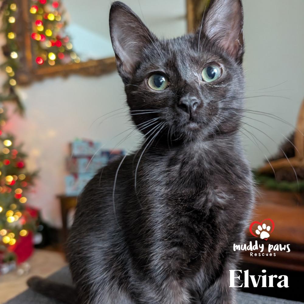 Elvira - Adoption Pending — thumbnail 6