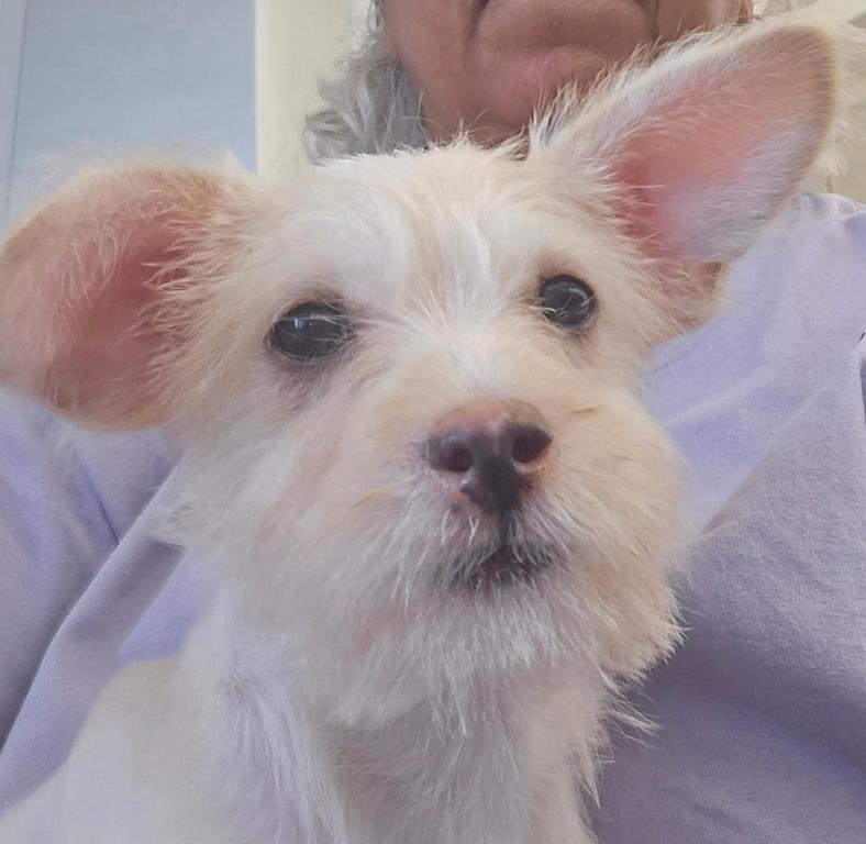 Holly, Adoptable, Puppy Female Norfolk Terrier.