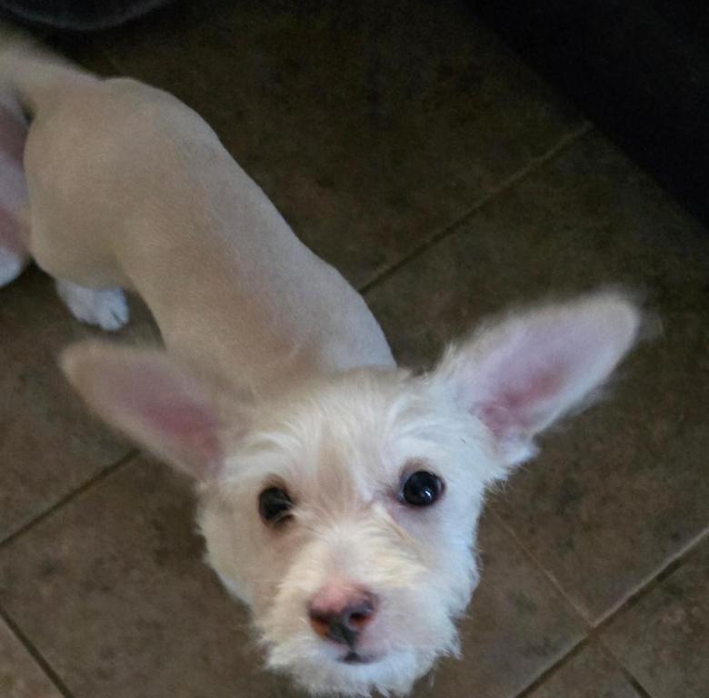 Enlarge Holly, a Adoptable Norfolk Terrier in San Antonio, TX image 3/3