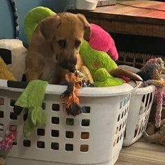 Enlarge Chelsea, a Adopted Mixed Breed in Schaumburg, IL image 2/5