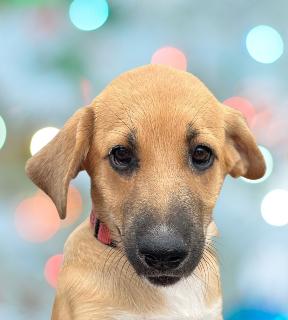 Chelsea, Adopted, Puppy Male Mixed Breed.