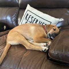 Enlarge Chelsea, a Adopted Mixed Breed in Schaumburg, IL image 3/5