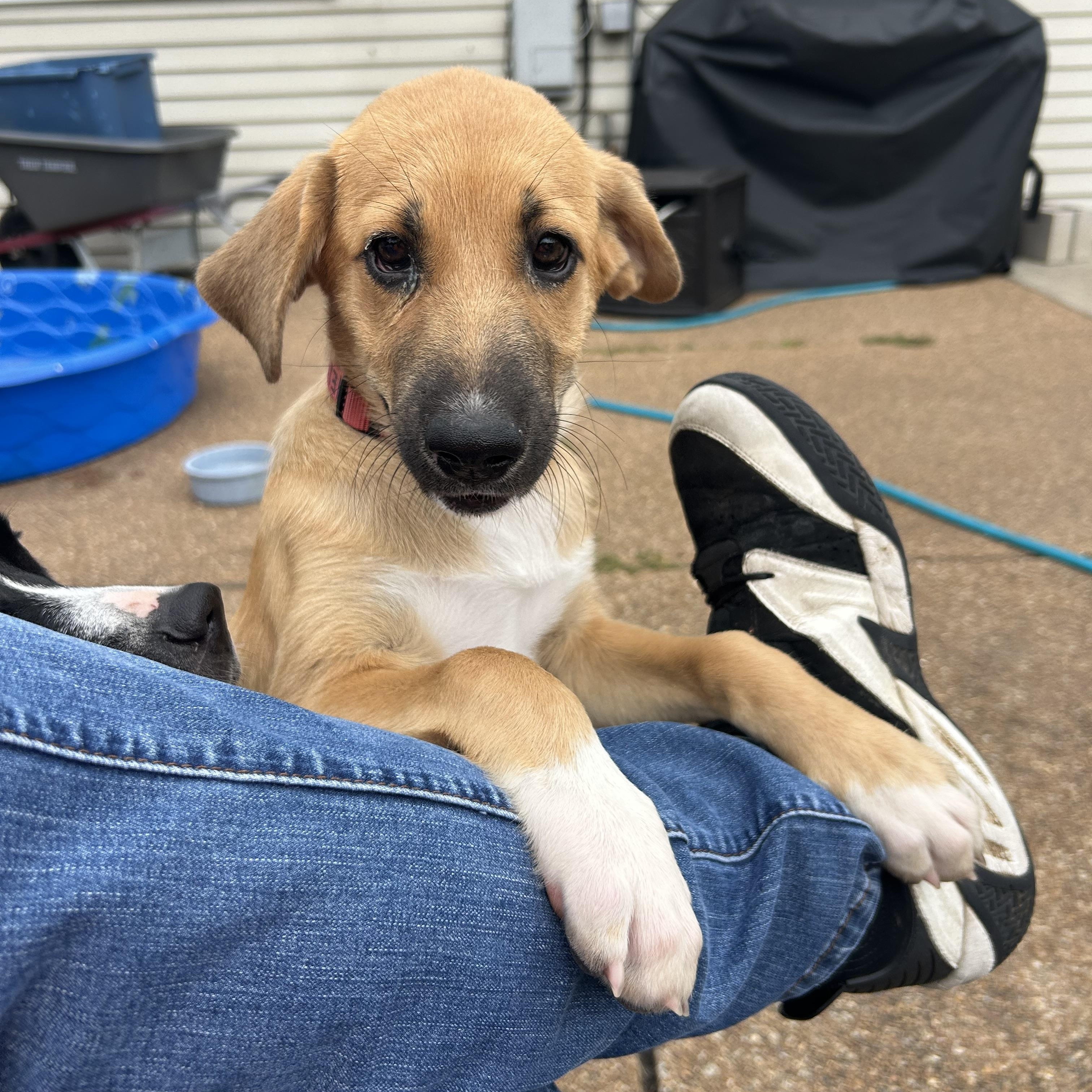 Enlarge Chelsea, a Adopted Mixed Breed in Schaumburg, IL image 4/5