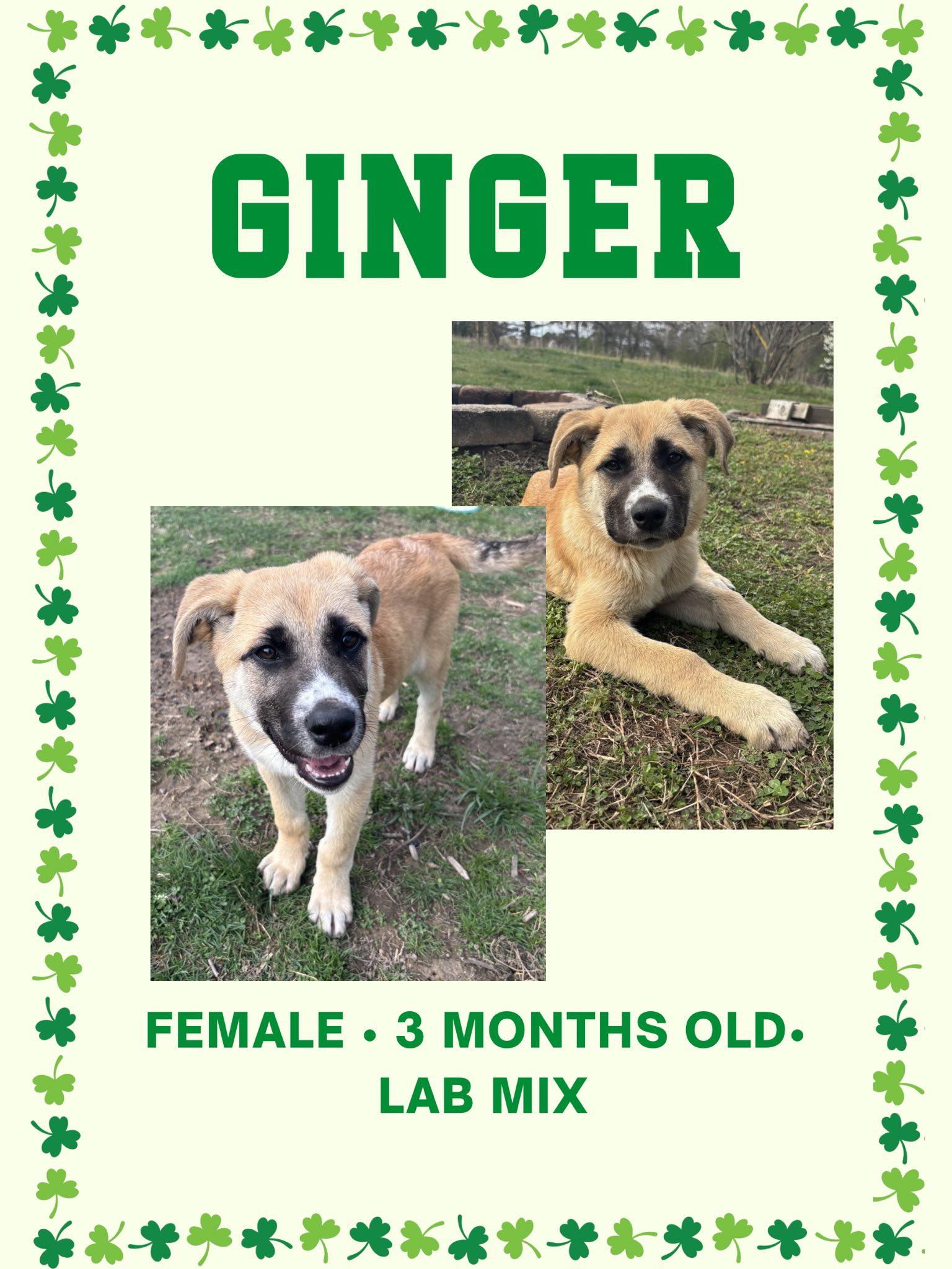 Enlarge Ginger, a ADOPTABLE Labrador Retriever in Fort Payne, AL image 1/1