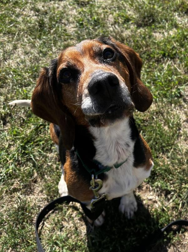 Enlarge Digger, a Adoptable mixed breed in Stratham, NH image 1/1