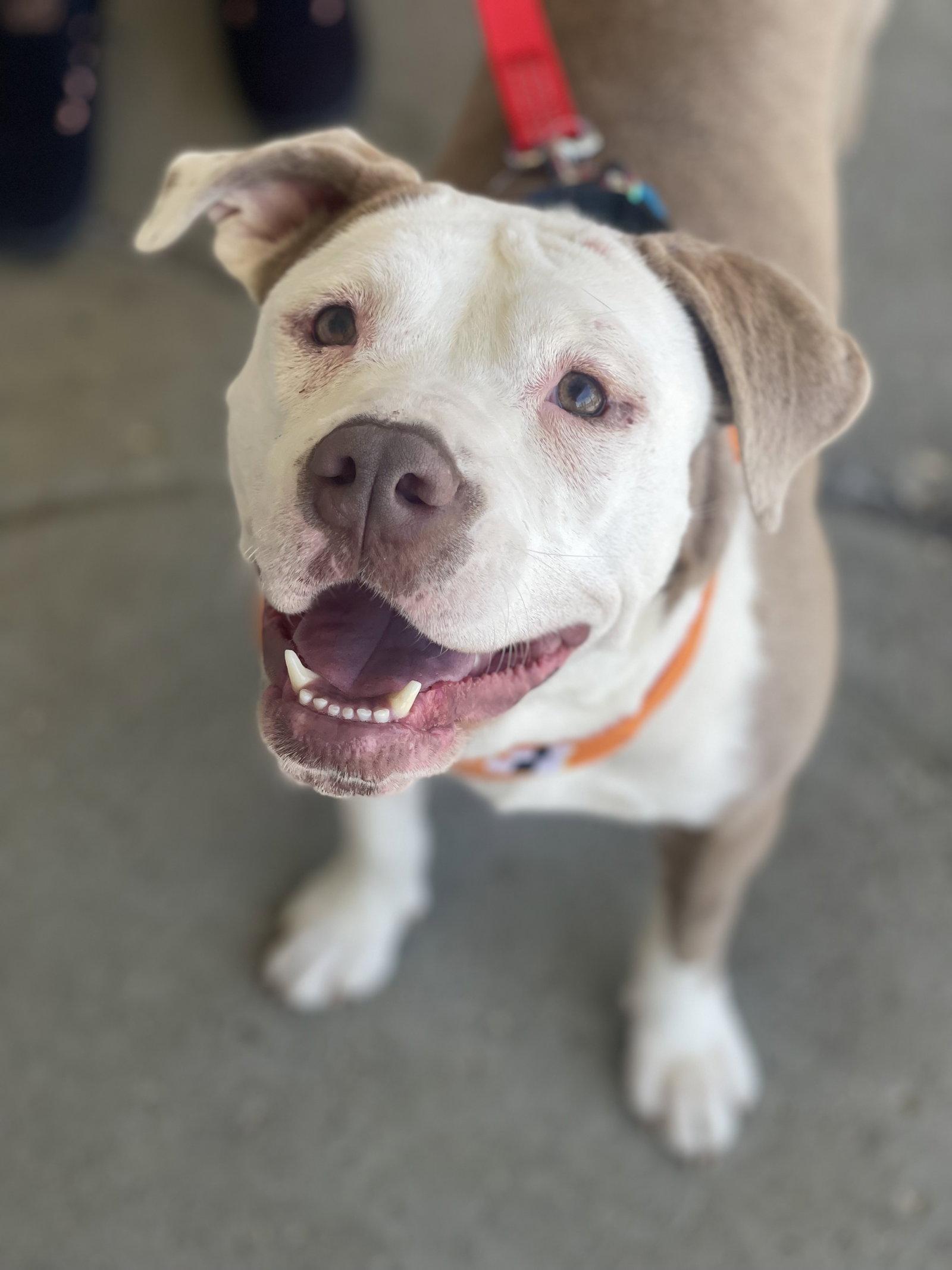 Vicky, Adoptable, Young Female Terrier.