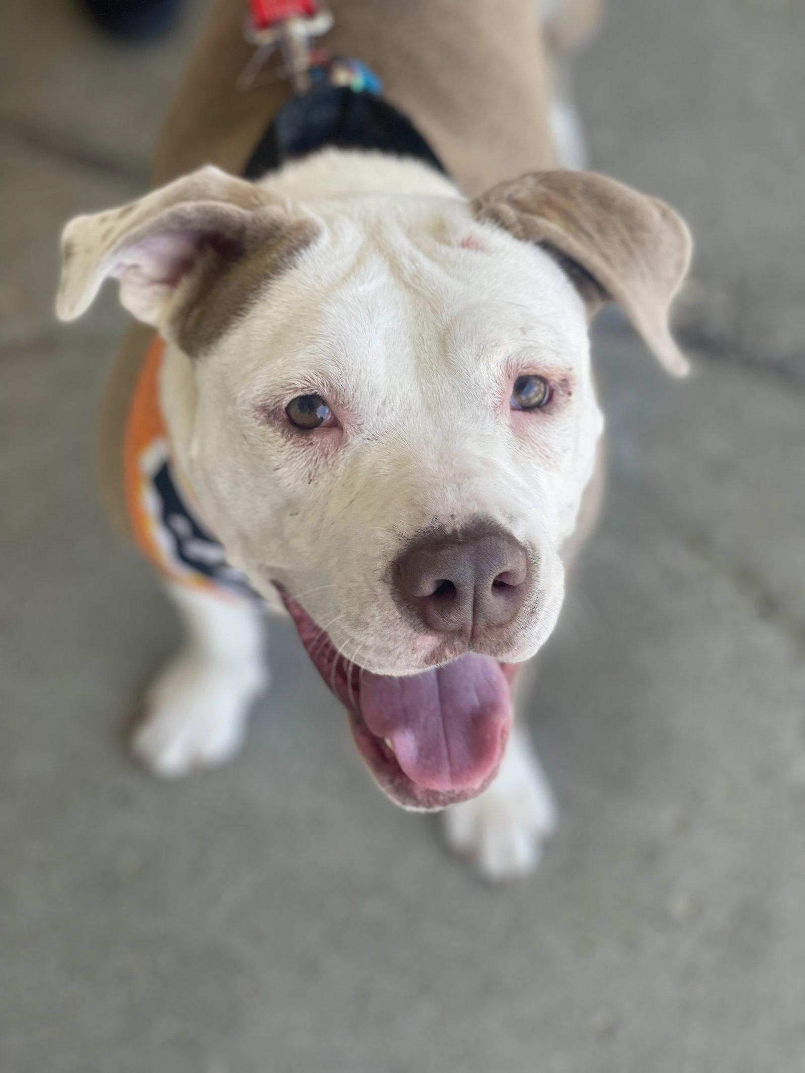 Enlarge Vicky, a Adoptable Terrier in Blackwood, NJ image 2/3