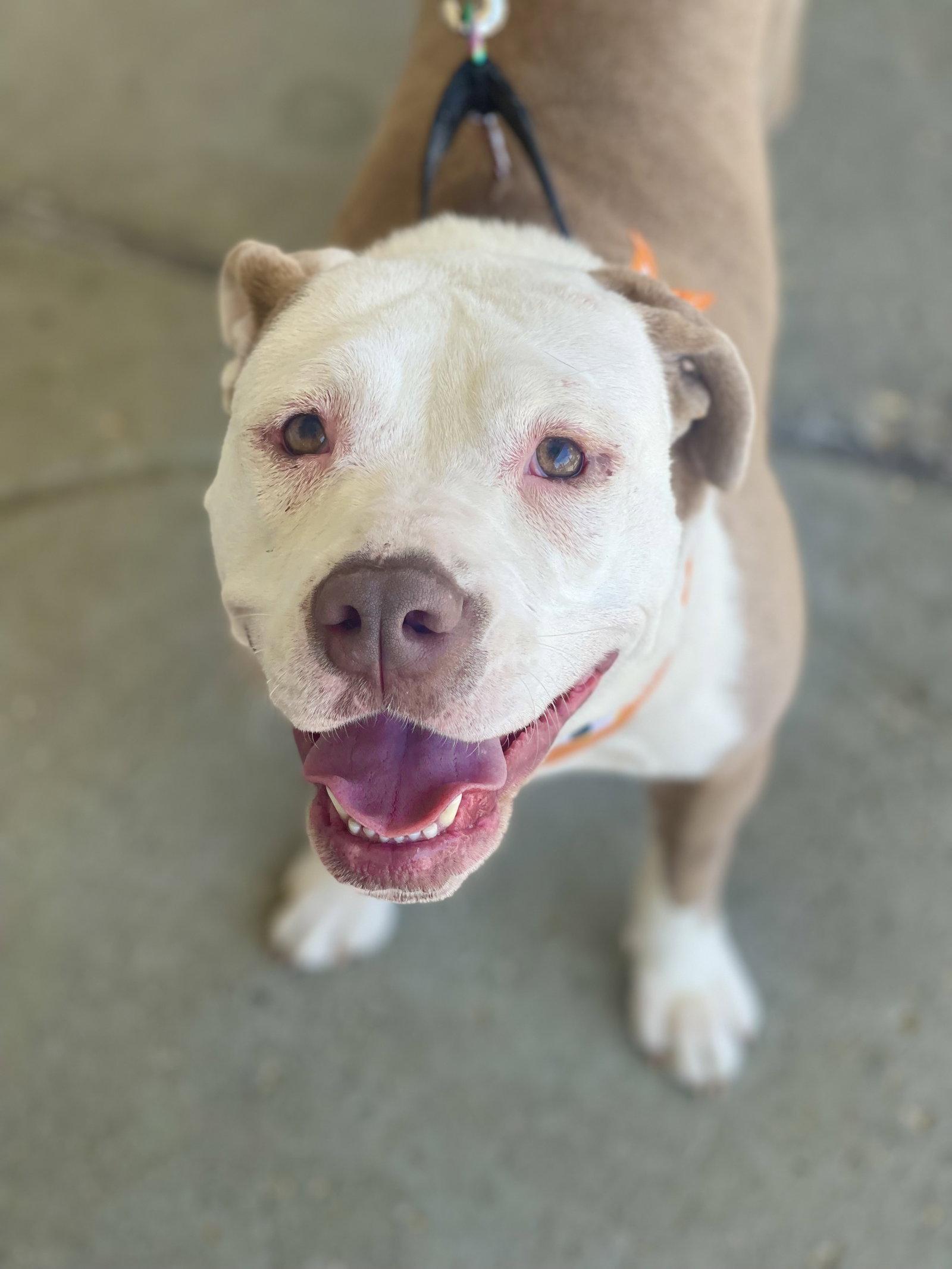 Enlarge Vicky, a Adoptable Terrier in Blackwood, NJ image 3/3