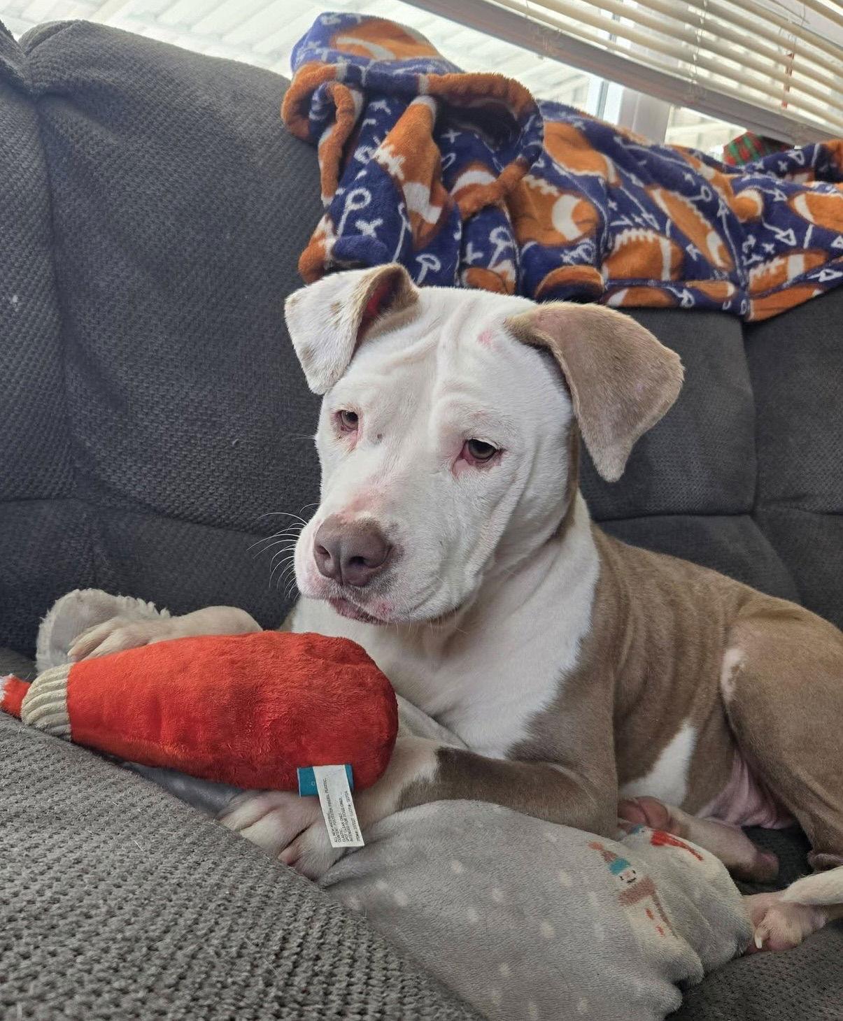 Enlarge Vicky, a Adoptable Terrier in Blackwood, NJ image 1/3