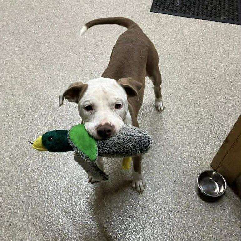 Enlarge Vicky, a Adoptable Terrier in Blackwood, NJ image 2/3