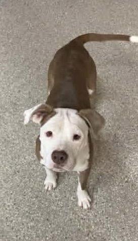 Enlarge Vicky, a Adoptable Terrier in Blackwood, NJ image 3/3