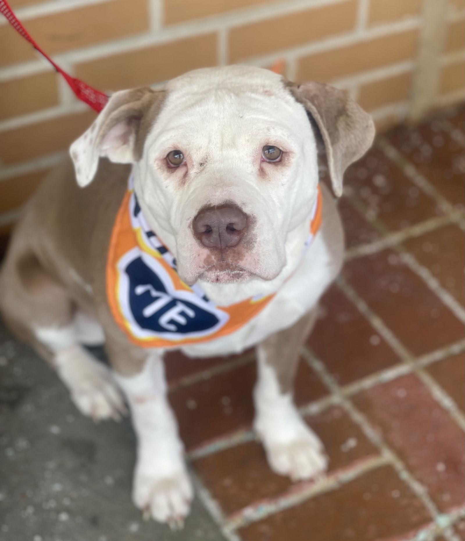 Enlarge Vicky, a Adoptable Terrier in Blackwood, NJ image 3/3