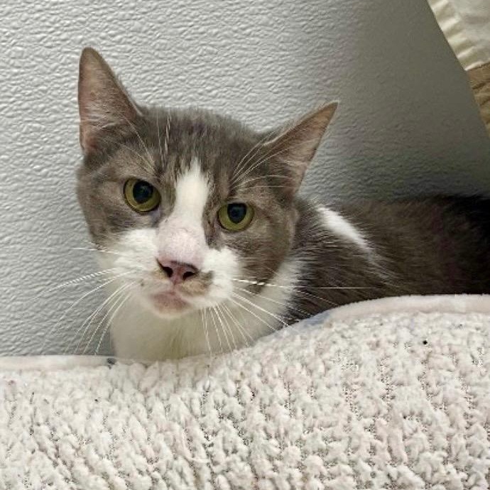 Enlarge Jax, a Adoptable Domestic Short Hair in Prince Frederick, MD image 1/4