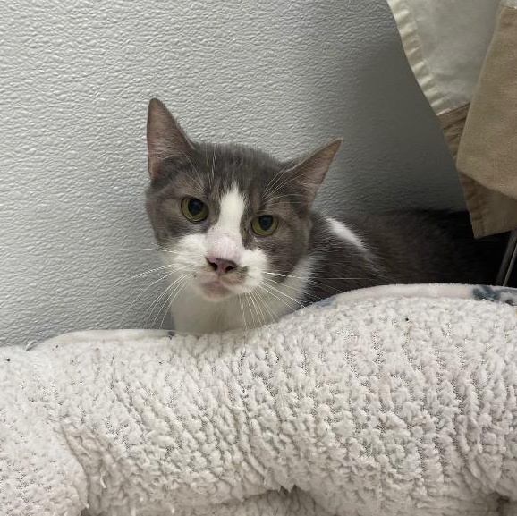 Enlarge Jax, a Adoptable Domestic Short Hair in Prince Frederick, MD image 2/4