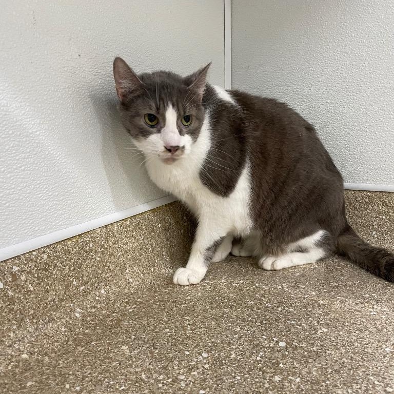 Enlarge Jax, a Adoptable Domestic Short Hair in Prince Frederick, MD image 3/4