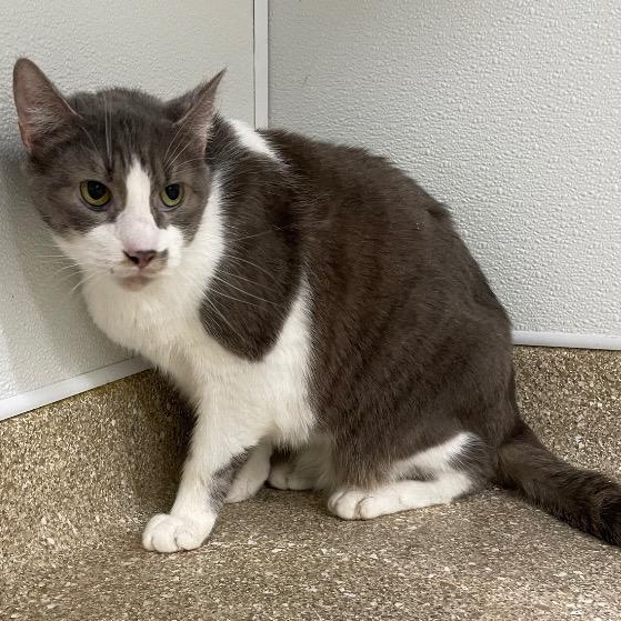 Enlarge Jax, a Adoptable Domestic Short Hair in Prince Frederick, MD image 4/5