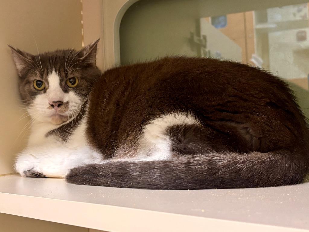 Enlarge Jax, a Adoptable Domestic Short Hair in Prince Frederick, MD image 4/4