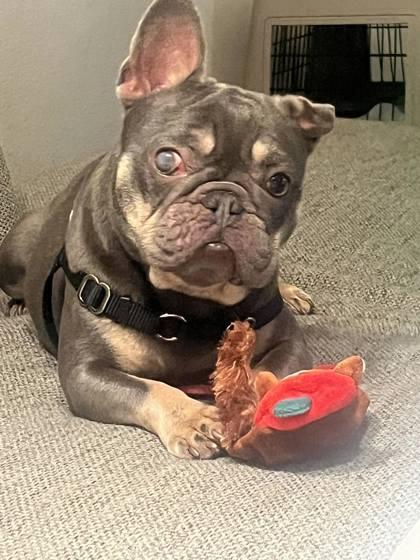 Enlarge ASPEN COCO, a ADOPTABLE French Bulldog in Bonney Lake, WA image 1/3