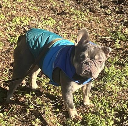 Enlarge ASPEN COCO, a ADOPTABLE French Bulldog in Bonney Lake, WA image 2/3