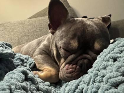 Enlarge ASPEN COCO, a ADOPTABLE French Bulldog in Bonney Lake, WA image 3/3