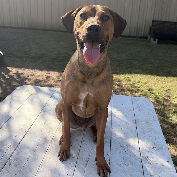 Simba, a Adoptable mixed breed in Ransomville, NY image 3/4