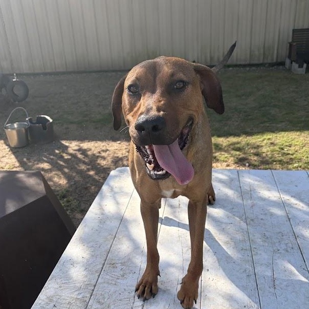 Simba, a Adoptable mixed breed in Ransomville, NY image 2/4