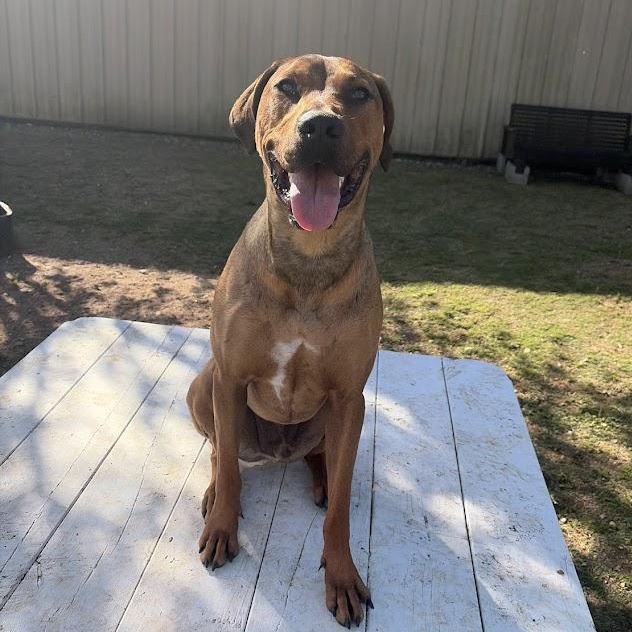 Simba, a Adoptable mixed breed in Ransomville, NY image 1/4