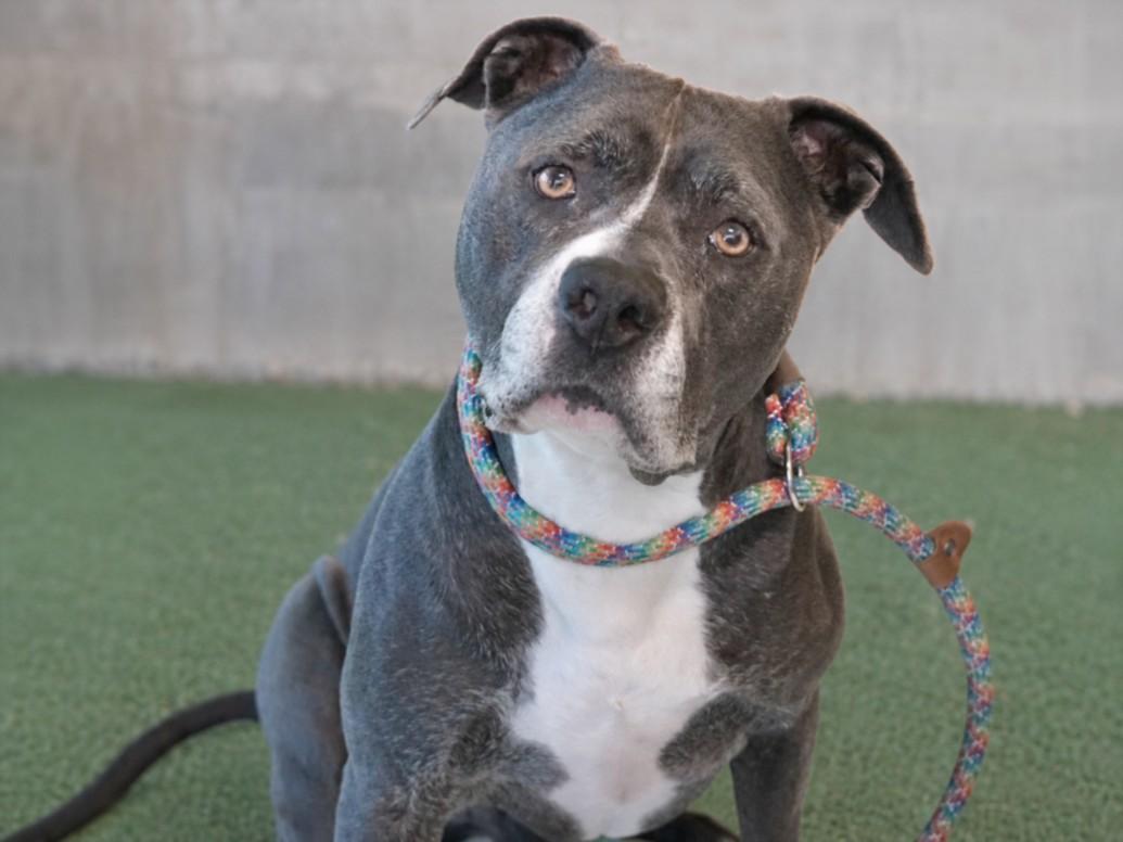 Enlarge ANPU, a Adoptable Mixed Breed in Los Angeles, CA image 1/1
