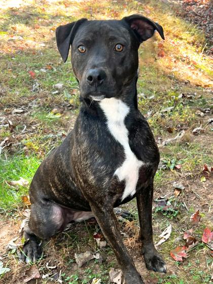 Parmesan, Adoptable, Young Female Terrier.
