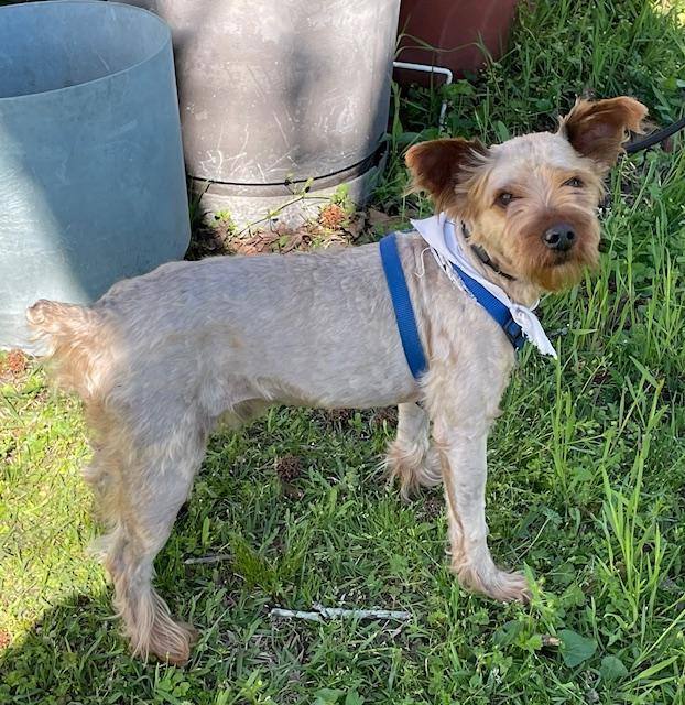 Tramp, Adopted, Adult Male Yorkshire Terrier.