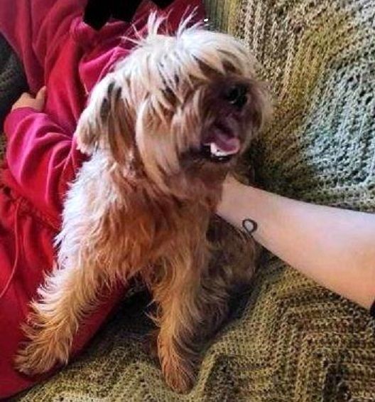 Enlarge Tramp, a Adopted Yorkshire Terrier in Little Rock, AR image 2/4