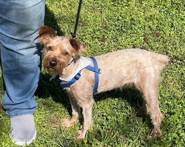 Enlarge Tramp, a Adopted Yorkshire Terrier in Little Rock, AR image 3/4