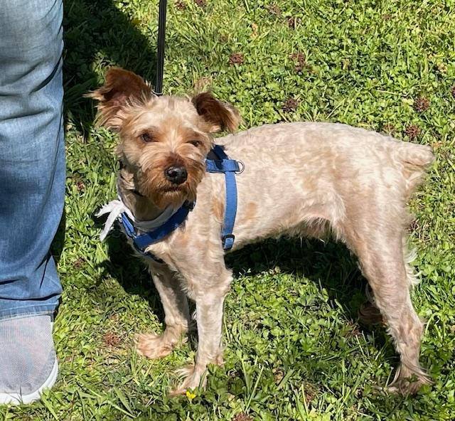 Enlarge Tramp, a Adopted Yorkshire Terrier in Little Rock, AR image 4/4
