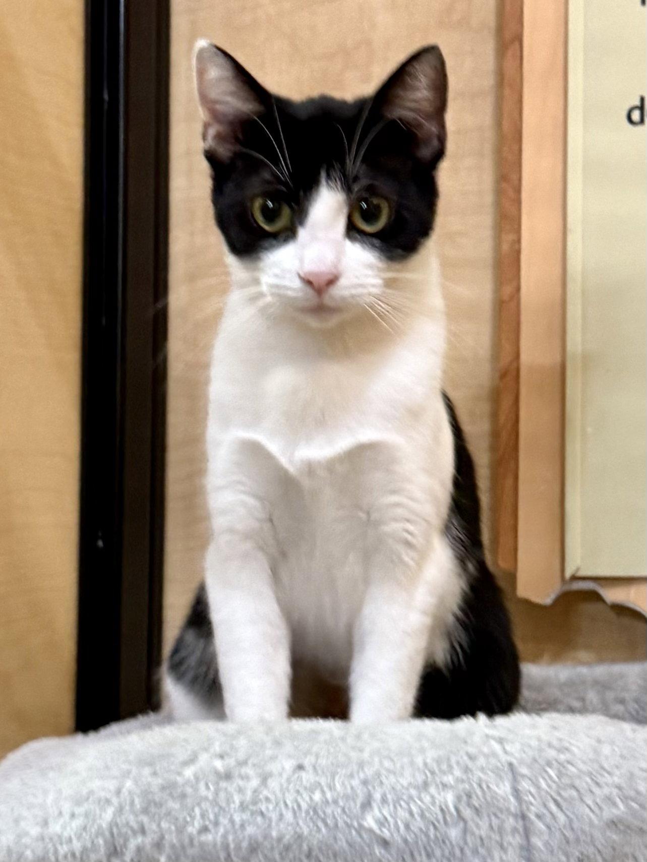 Frannie 10.1.25, Adoptable, Young Female Domestic Short Hair.
