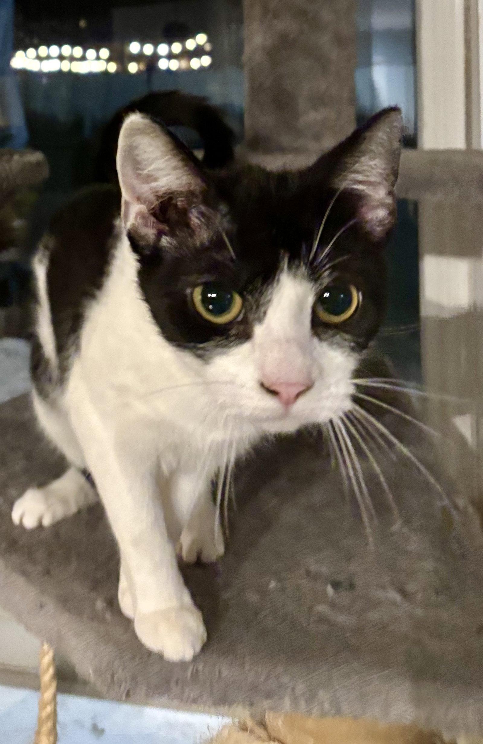 Enlarge Frannie 10.1.25, a Adoptable Domestic Short Hair in Apopka, FL image 2/3
