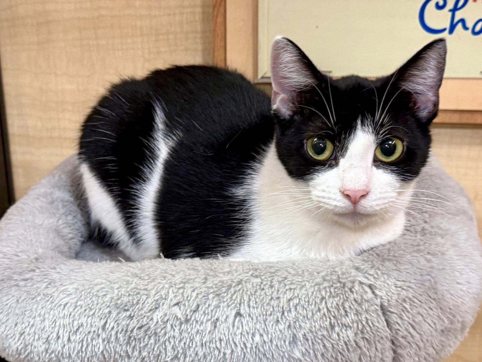 Enlarge Frannie 10.1.25, a Adoptable Domestic Short Hair in Apopka, FL image 3/3