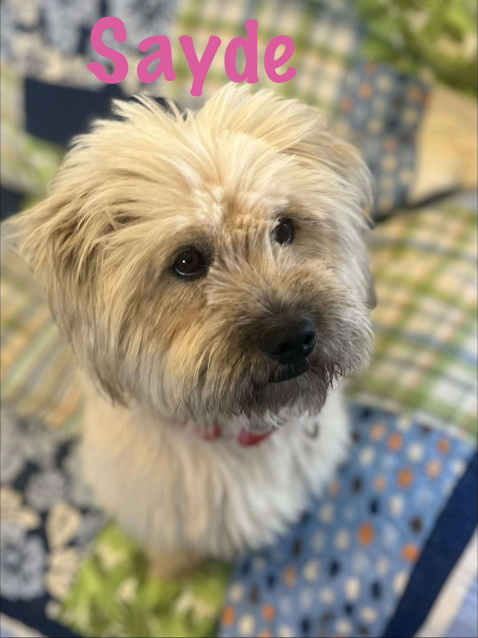 Enlarge Sayde, a Adopted Lhasa Apso in Pipe Creek, TX image 1/3