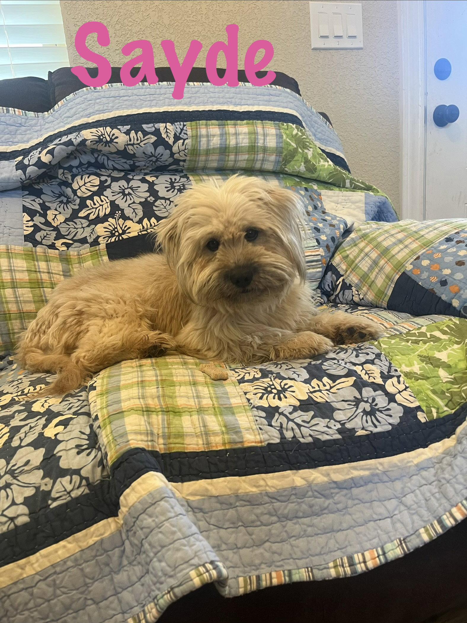 Enlarge Sayde, a Adopted Lhasa Apso in Pipe Creek, TX image 2/3