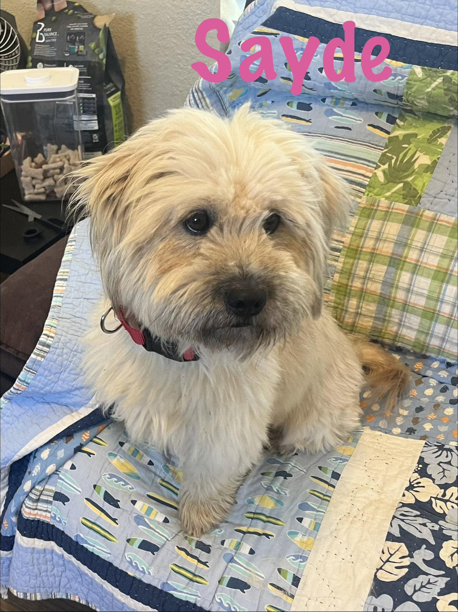 Enlarge Sayde, a Adopted Lhasa Apso in Pipe Creek, TX image 3/3