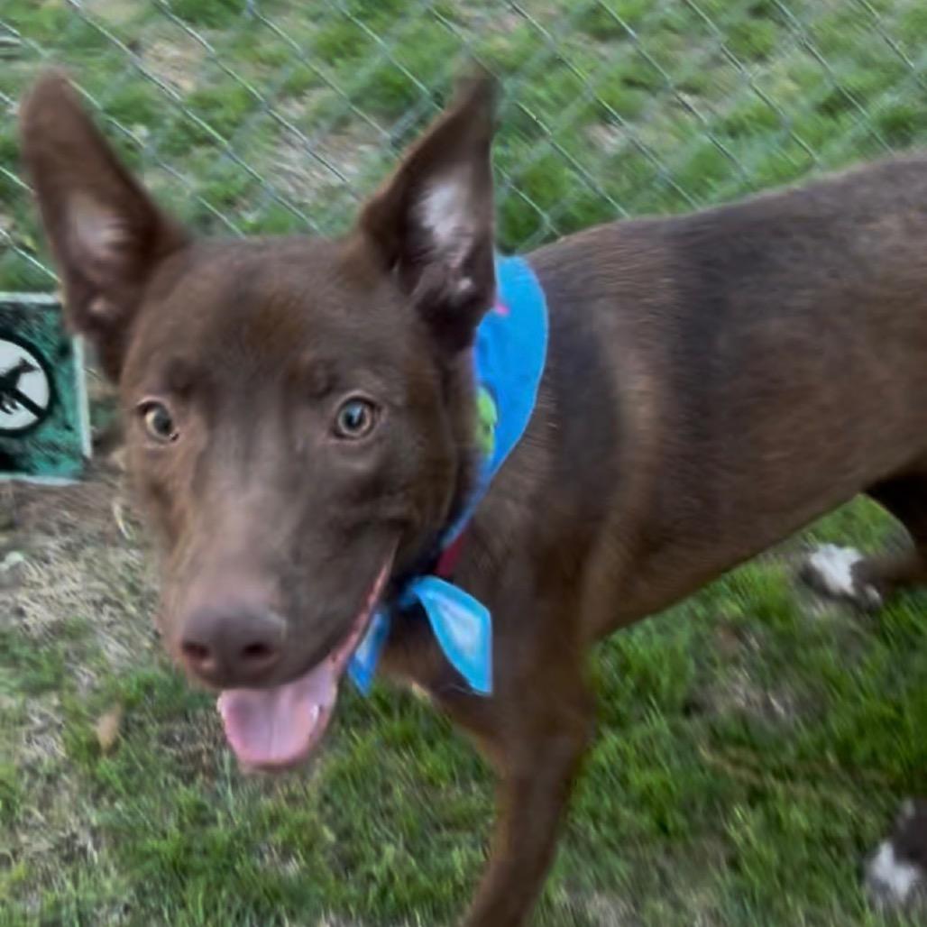 Orion, a Adoptable mixed breed in Palestine, TX image 1/4