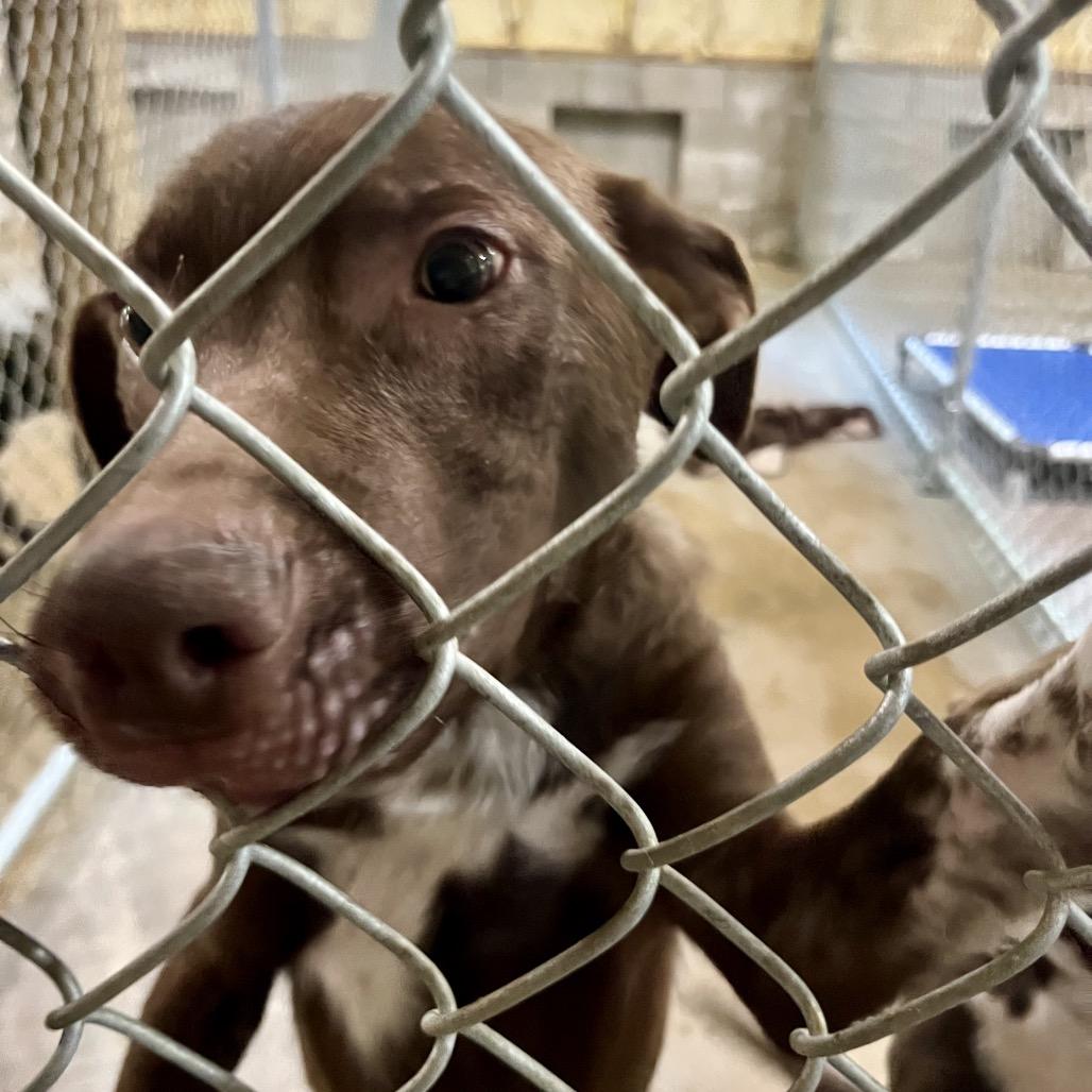 Orion, a Adoptable mixed breed in Palestine, TX image 1/3